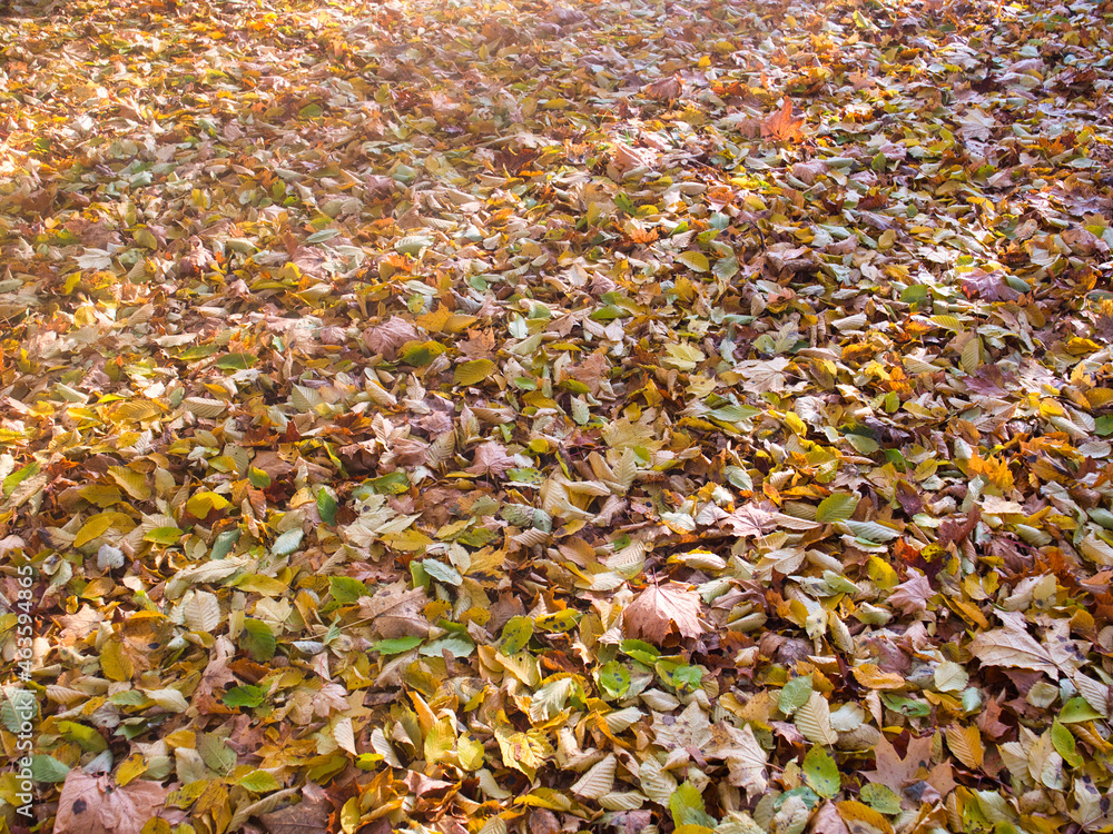 red yellow autumn foliage on the ground