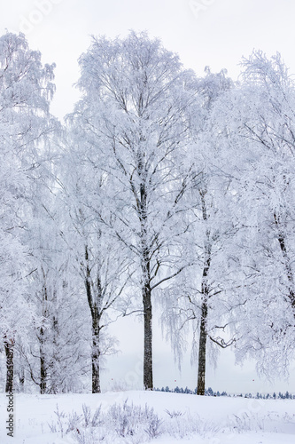 Magical winter landscape. Snow cowered trees. Winter in Finland