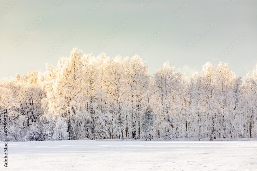 trees in the snow trees in the snow