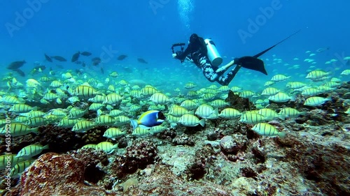 Wallpaper Mural School of tuna tunny fish on the blue background of the sea under water underwater in search of food. Diving in world of colorful beautiful wildlife of corals reefs in Maldives. Slow motion shot. Torontodigital.ca