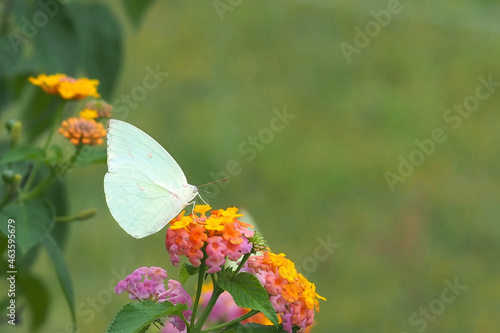 Photo close up white butterfly on bloom flower. Beauty macro close up. Insect and flower. Nature background. white butterfly. Butterfly and pollen. Copy space. Butterfly on a leaves. © Phanwarot