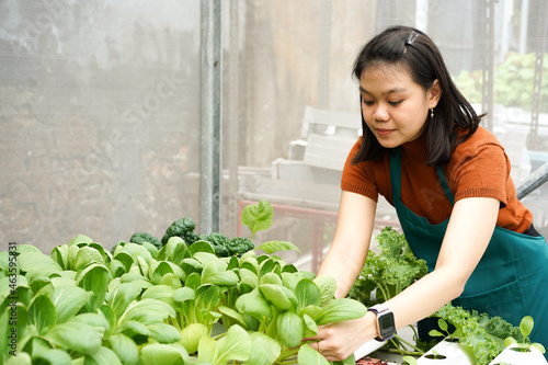 Photography Young Asian Women Farmer Take Care of Hydroponics Vegetable