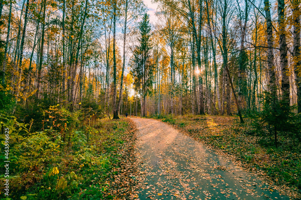 Obraz premium Autumn landscape of a birch grove, fallen leaves.