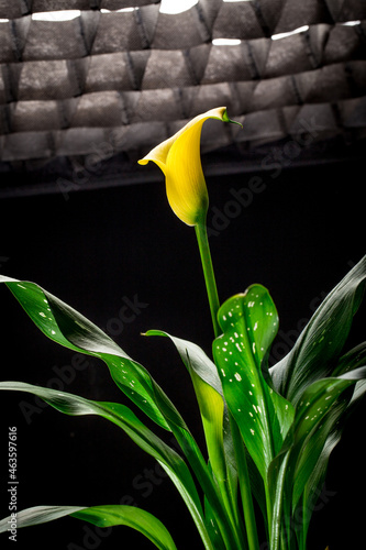 Calla flower Zantedesc is yellow and green leaves in a pot. On a black background photo