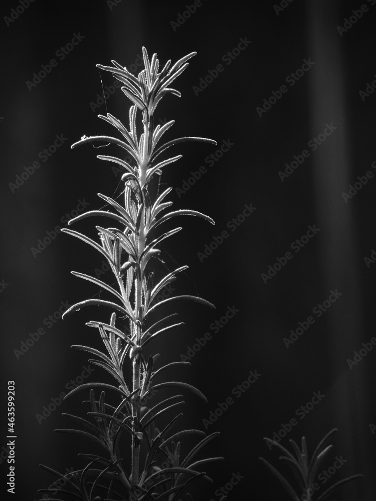 Black and white sprig of rosemary Black and white sprig of rosemary