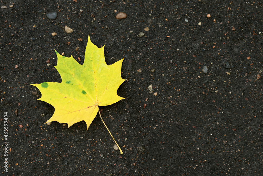 Yellow maple leaf on dark asphalt texture, a place to copy text Yellow maple leaf on dark asphalt texture, a place to copy text