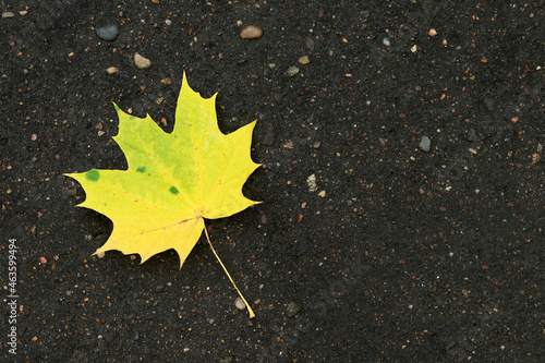 Yellow maple leaf on dark asphalt texture, a place to copy text