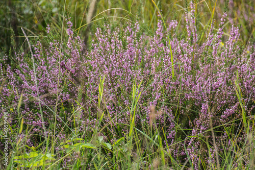 plants of the heather in a field near a swamp in the French region of the Morvan in summer