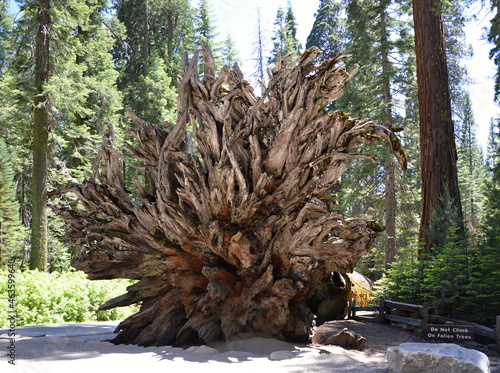 Mammutbaum Wurzel im Yosemite National Park, Kalifornien