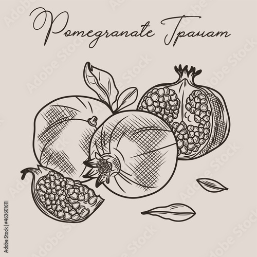 
A sketch of a pomegranate. Illustration of pomegranate fruits and leaves.