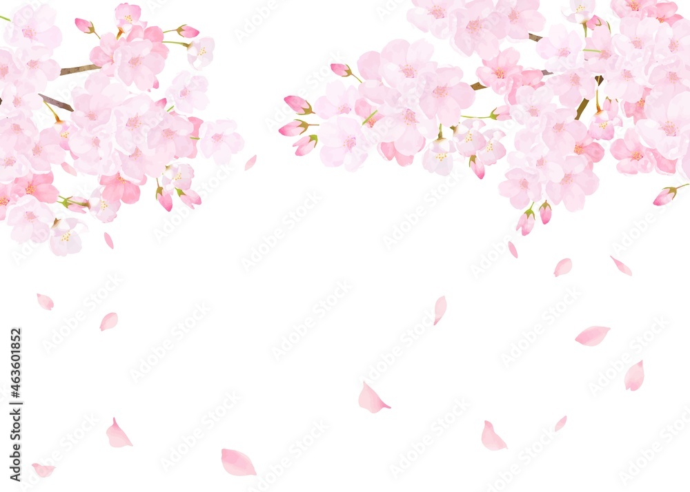 美しく華やかな桜の花と花びら舞い散る春の白バック背景ベクター素材イラスト