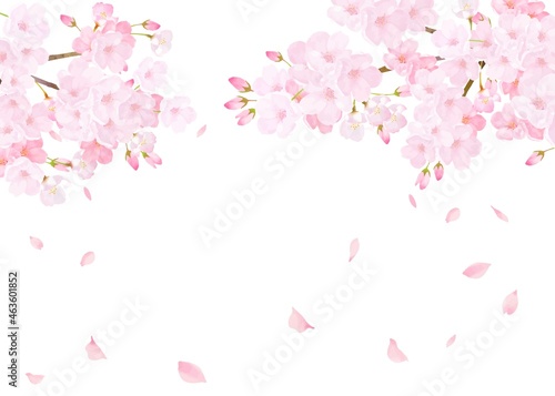 美しく華やかな桜の花と花びら舞い散る春の白バック背景ベクター素材イラスト