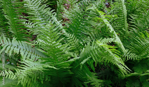 Green fresh bush of fern in the forest. Natural thickets  floral abstract background. Perfect natural fern pattern. Beautiful background made with young green fern leaves. Selective focus.
