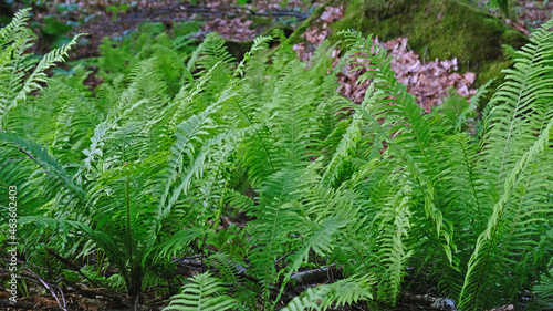 Green fresh bush of fern in the forest. Natural thickets, floral abstract background. Perfect natural fern pattern. Beautiful background made with young green fern leaves. Selective focus.