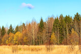 Landscape of an autumn mixed forest with withered grass against a blue clear sky. 