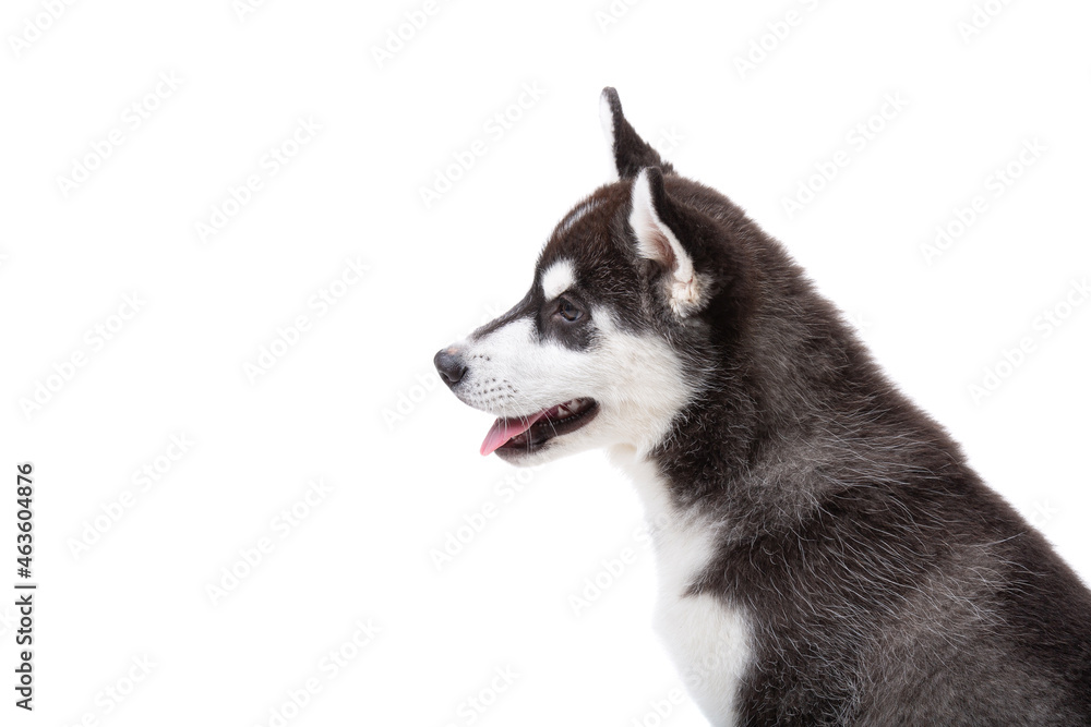 Siberian Husky puppy, 3 months old in front of white background. Siberian Husky isolated on white background. Studio shot of a funny husky puppy in black and white color. Beautiful cute husky puppy