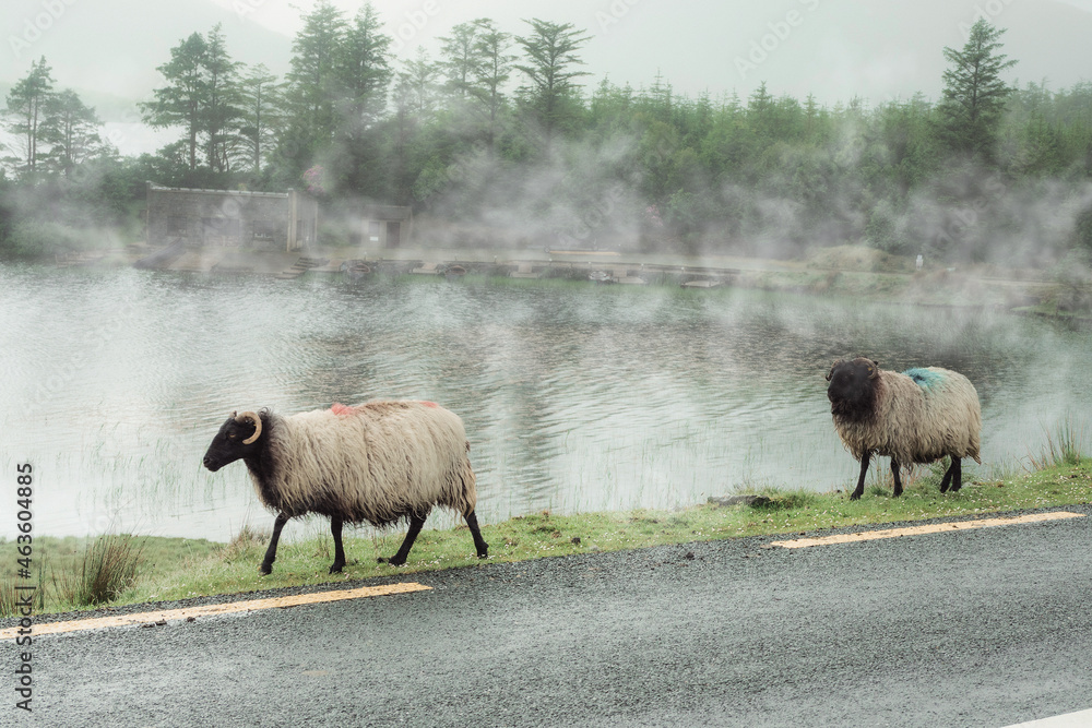 Cute sheep walking by asphalt road in a country side mist covers lake, forest and mountains in the background. Connemara, county Galway, Ireland. Dark moody nature landscape. Muted pastel color.