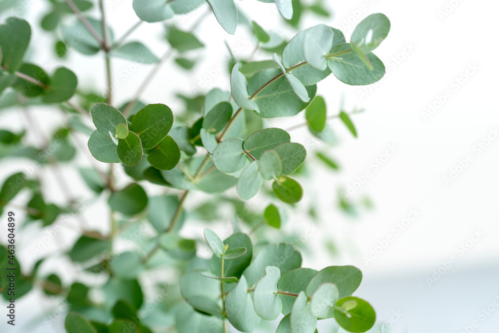 ユーカリの葉　観葉植物