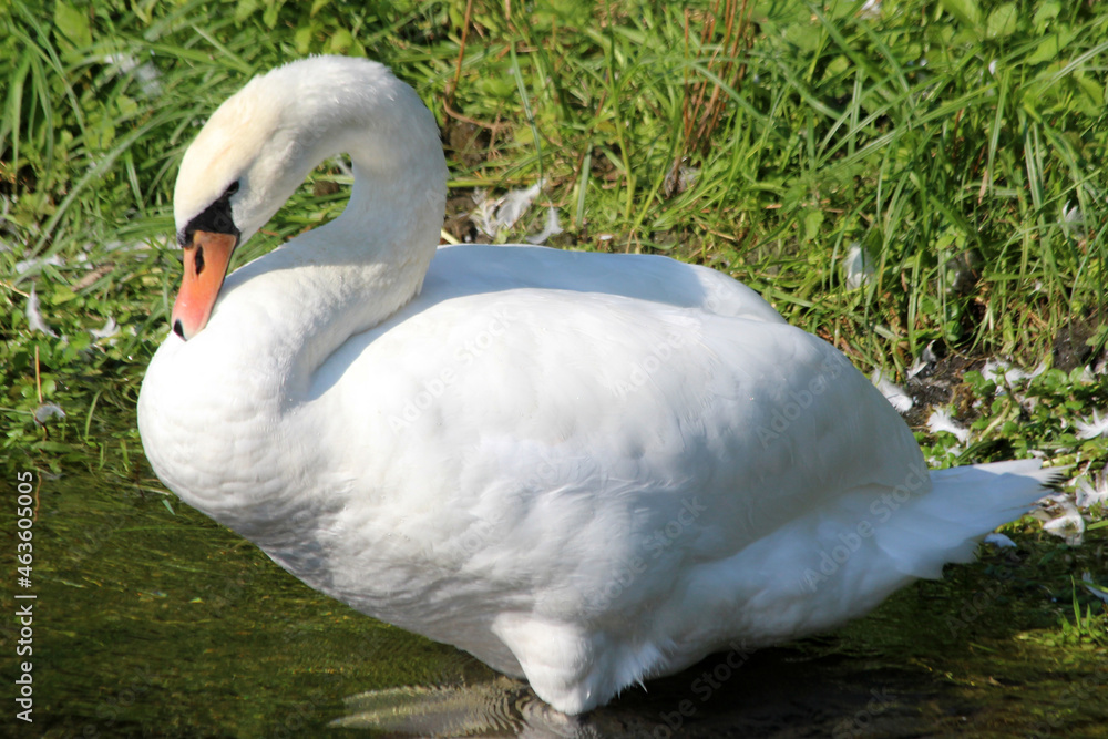Höckerschwan Höckerschwan