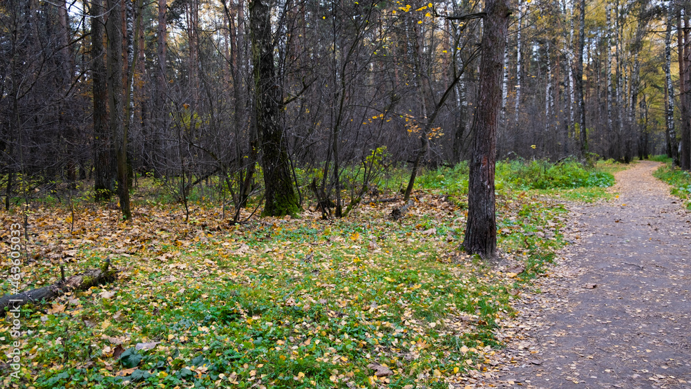 Autumn path in the Russian forest. Autumn path in the Russian forest.