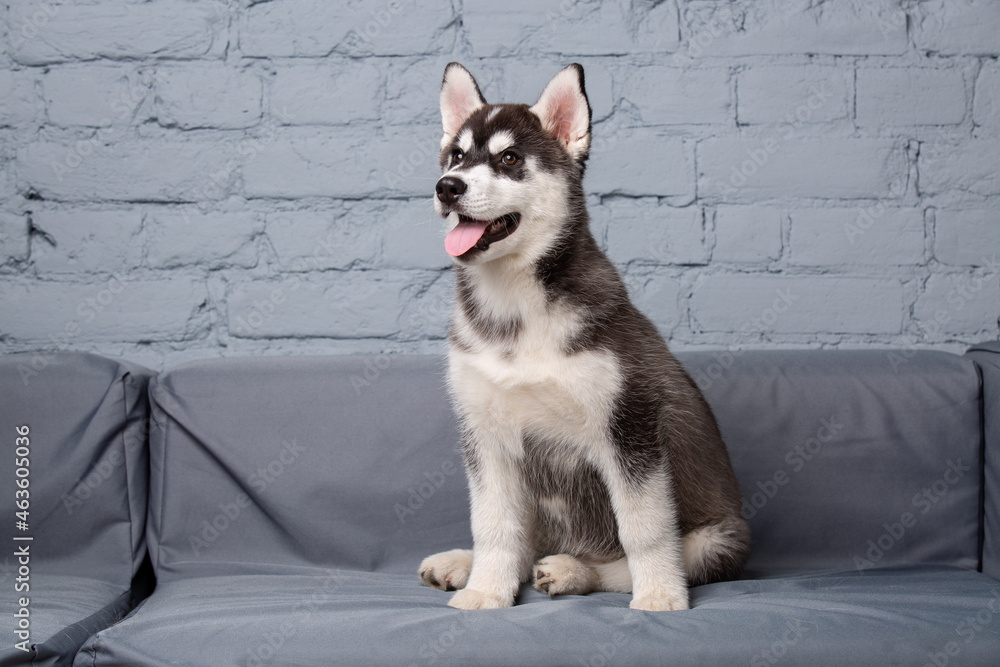 Theme pet puppy dog home. Funny active baby husky female black and white, three months old, is playing on a gray sofa in the living room. Siberian husky gets pleasure on the couch in the apartment