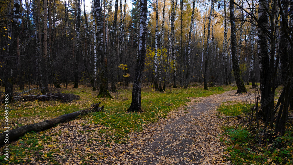 Obraz premium Autumn path in the Russian forest.