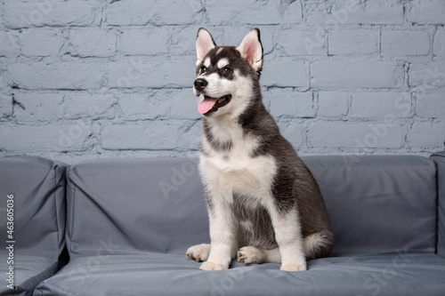 Theme pet puppy dog home. Funny active baby husky female black and white, three months old, is playing on a gray sofa in the living room. Siberian husky gets pleasure on the couch in the apartment photo