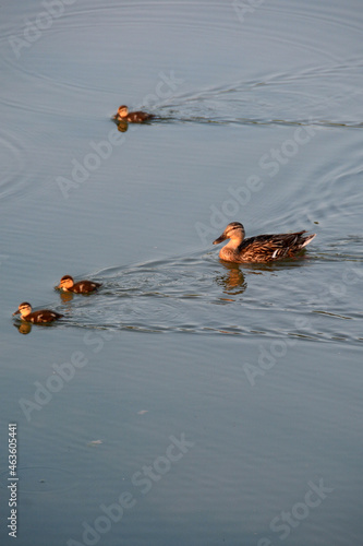A family of ducks and mallards in the still waters of a pond. © aliberti
