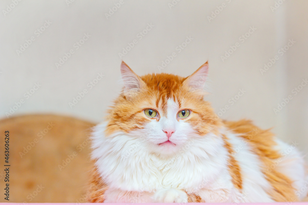 Red-haired cat looks into frame Red-haired cat looks into frame