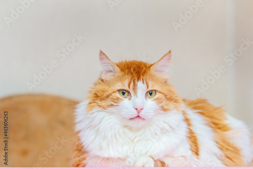 Fototapeta Naklejka Na Ścianę i Meble -  Red-haired cat looks into frame