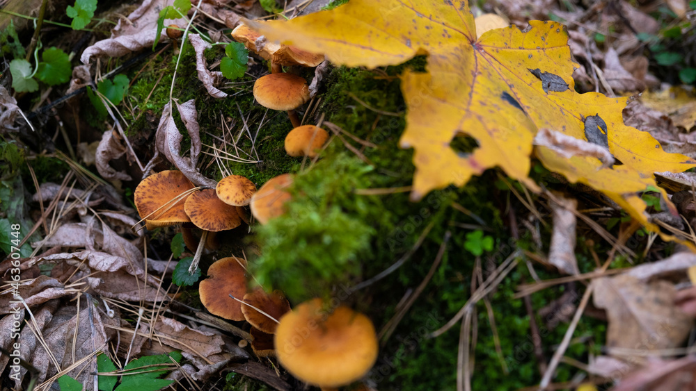 Autumn mushrooms in the forest. Sad weather. Autumn mushrooms in the forest. Sad weather.