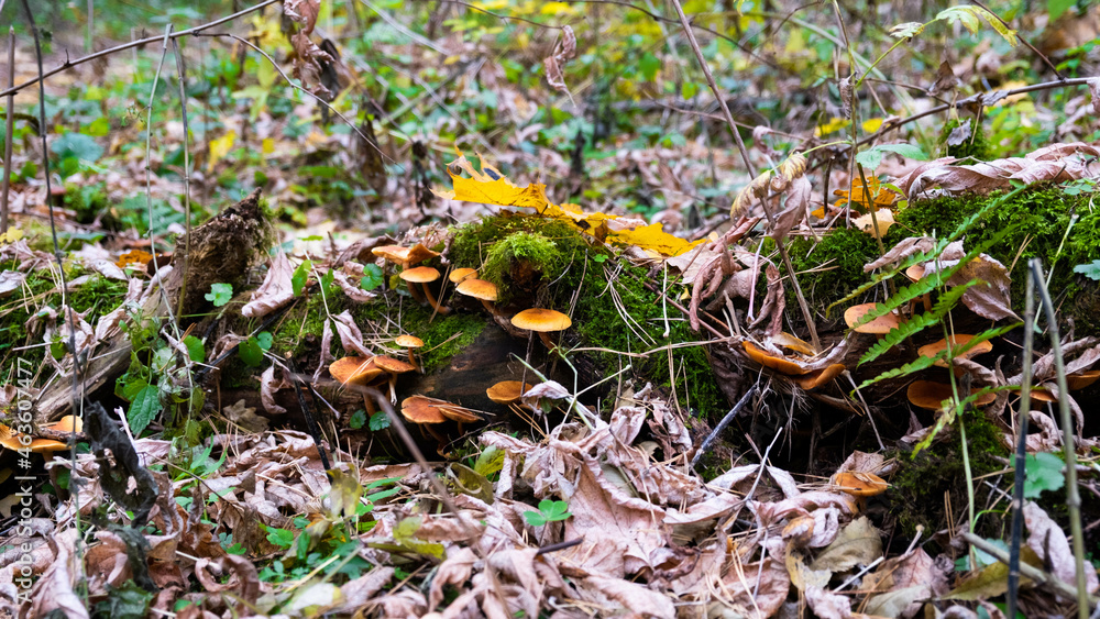Autumn mushrooms in the forest. Sad weather.
