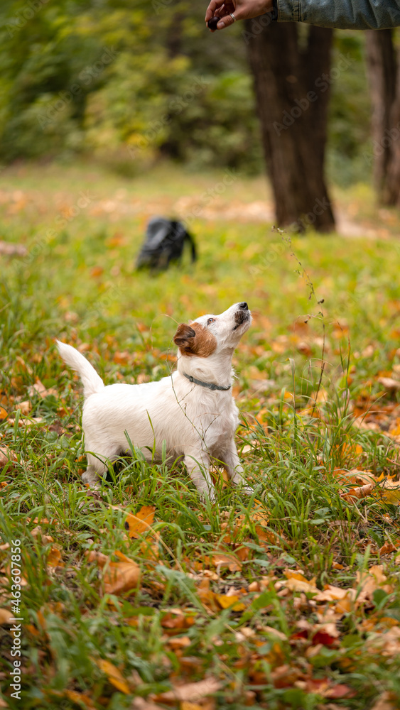 Jack russell terrier dog with a lot of yellow and red autumn leaves around. Dog walk in the park on the fall