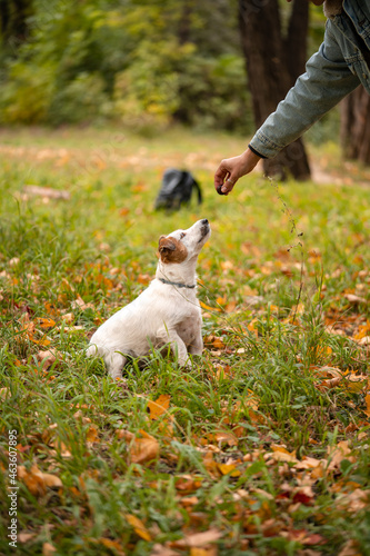 Jack russell terrier dog with a lot of yellow and red autumn leaves around. Dog walk in the park on the fall