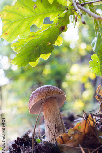 edible cep mushroom under oak leaves