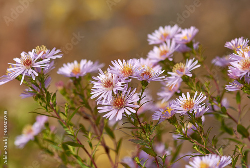 field of flowers