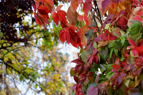 autumn leaves in the forest