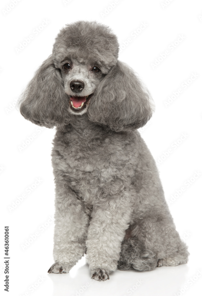 Gray toy poodle sits Stock Photo Adobe Stock