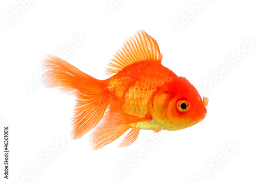 goldfish isolated on white background. © sangsiripech