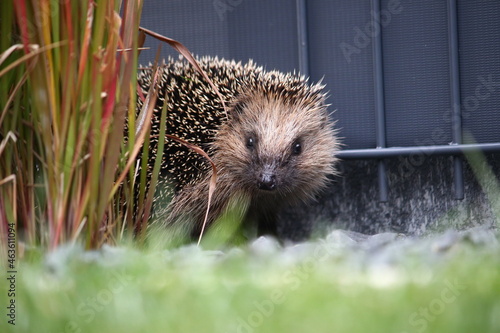 Tagaktiver Igel im Garten