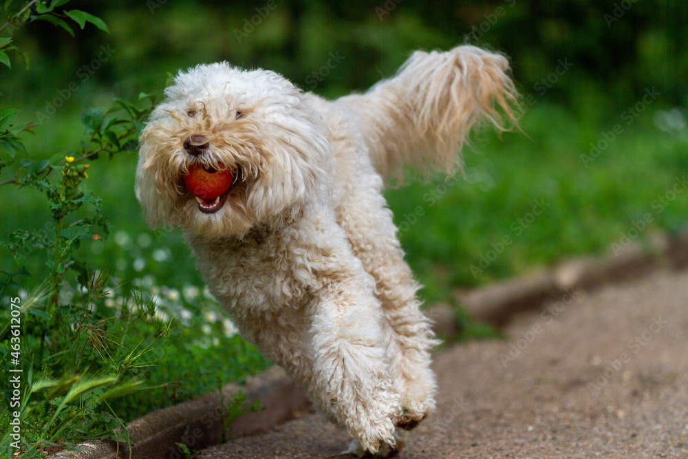 Seltener Australian Labradoodle Seltener Australian Labradoodle