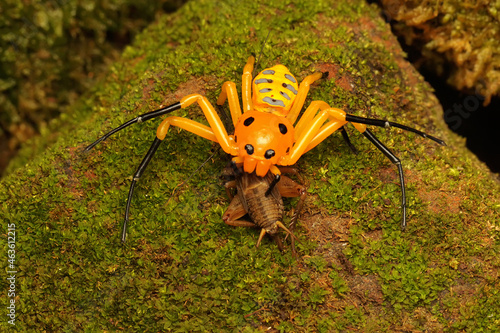 An eight-spotted crab spider is looking for prey. This spider has the scientific name Platythomicus quadrimaculatus.  photo