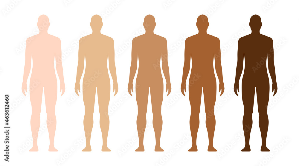 Male human model with different skin tones. Human race skin color examples  vector illustration, isolated on white background. Stock Vector | Adobe  Stock