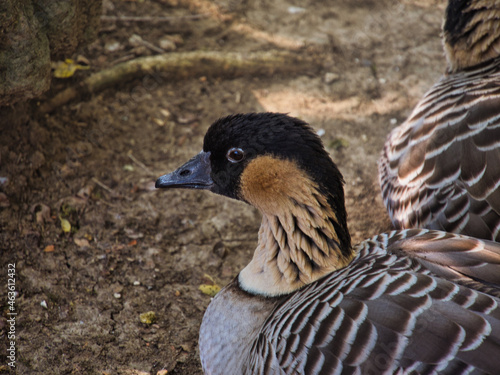 Closeup of the exotic Hawaiian geese in the David Traylor Zoo of Emporia photo