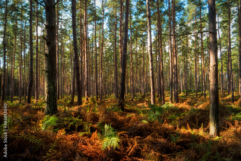Obraz premium In the Darss forest on Darss in Germany