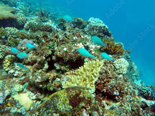 Fototapeta Naklejka Na Ścianę i Meble -  School of blue fish on the reef in Fiji