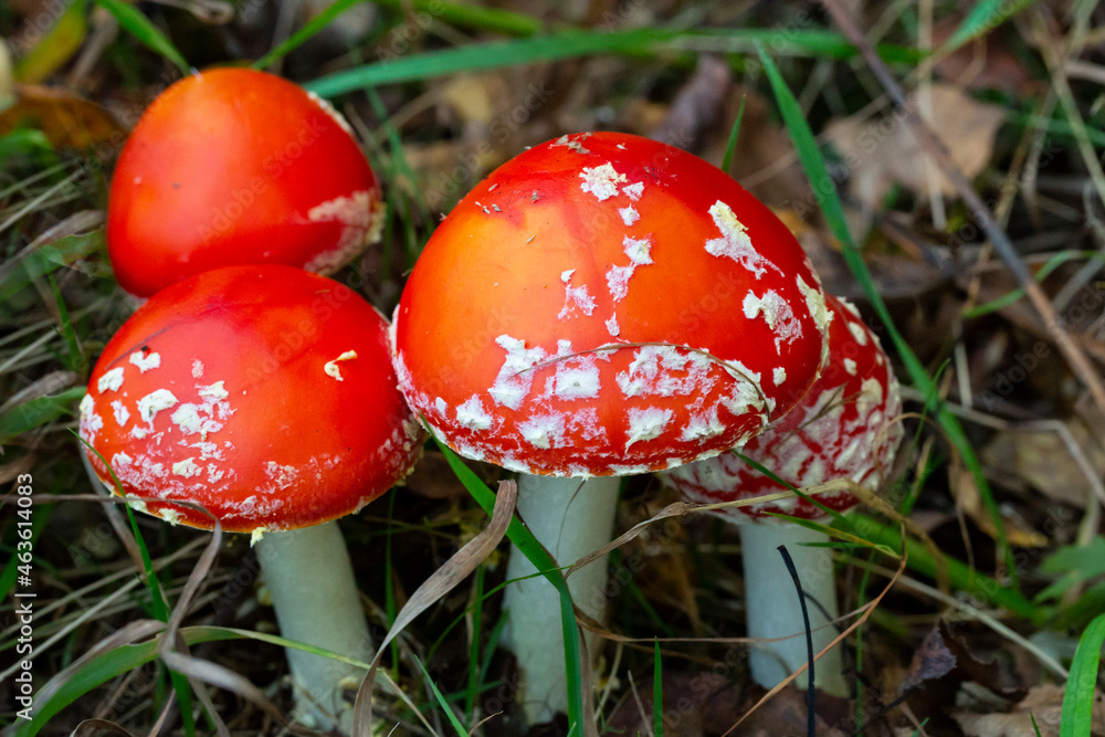 The concept is a toxic family, toxic relationships. A family of fly-agarics grows in the forest on moss and grass., september. The concept is a toxic family, toxic relationships. A family of fly-agarics grows in the forest on moss and grass., september.