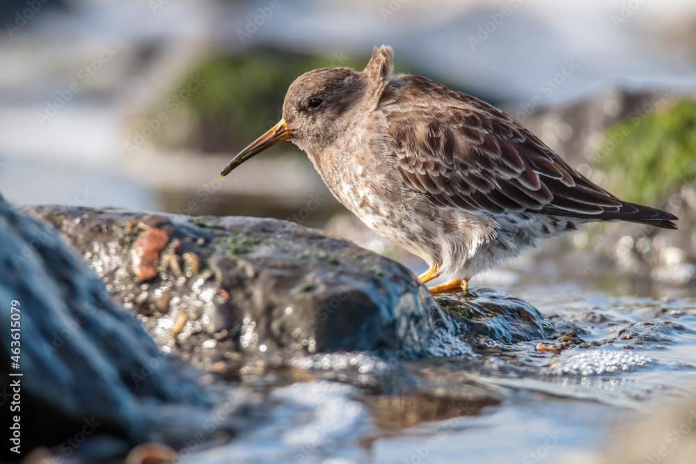 Purple Sandpiper in natural habitat Purple Sandpiper in natural habitat