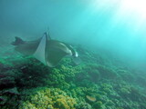 Manta ray swimming above the reef in Fiji