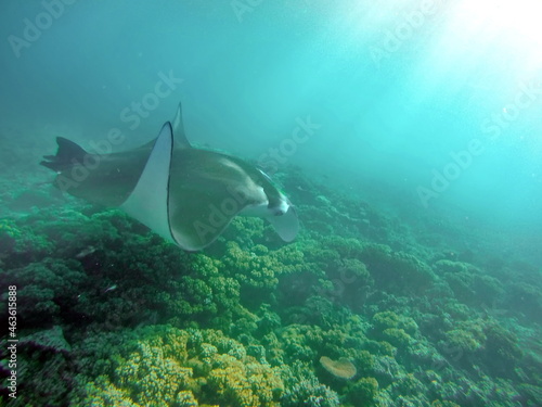 Manta ray swimming above the reef in Fiji